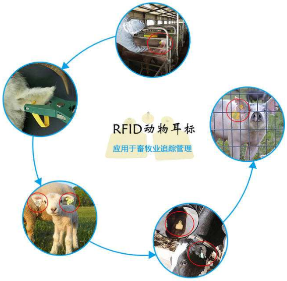 rfid牲畜管理系統(tǒng)