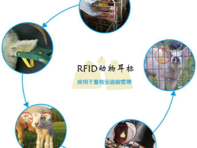 RFID技術對畜牧管理提供了科學模式